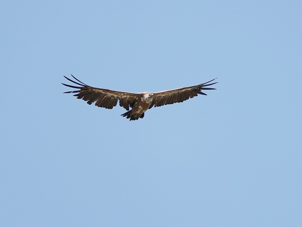 Vale Gier / Griffon Vulture