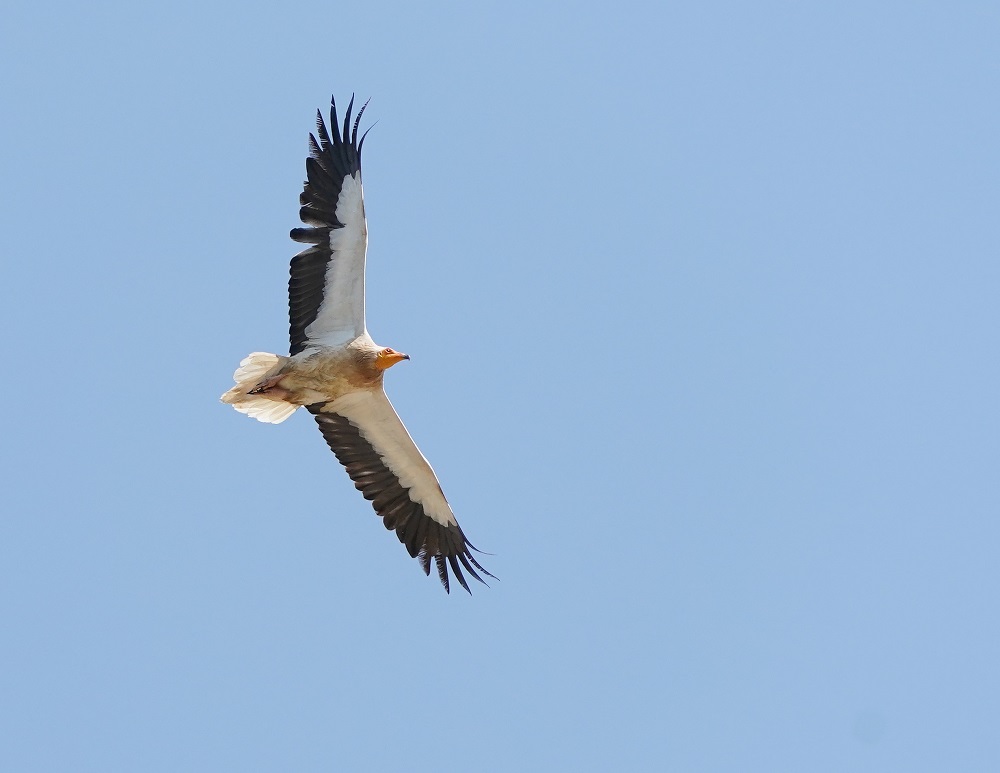 Aasgier / Egyptian Vulture