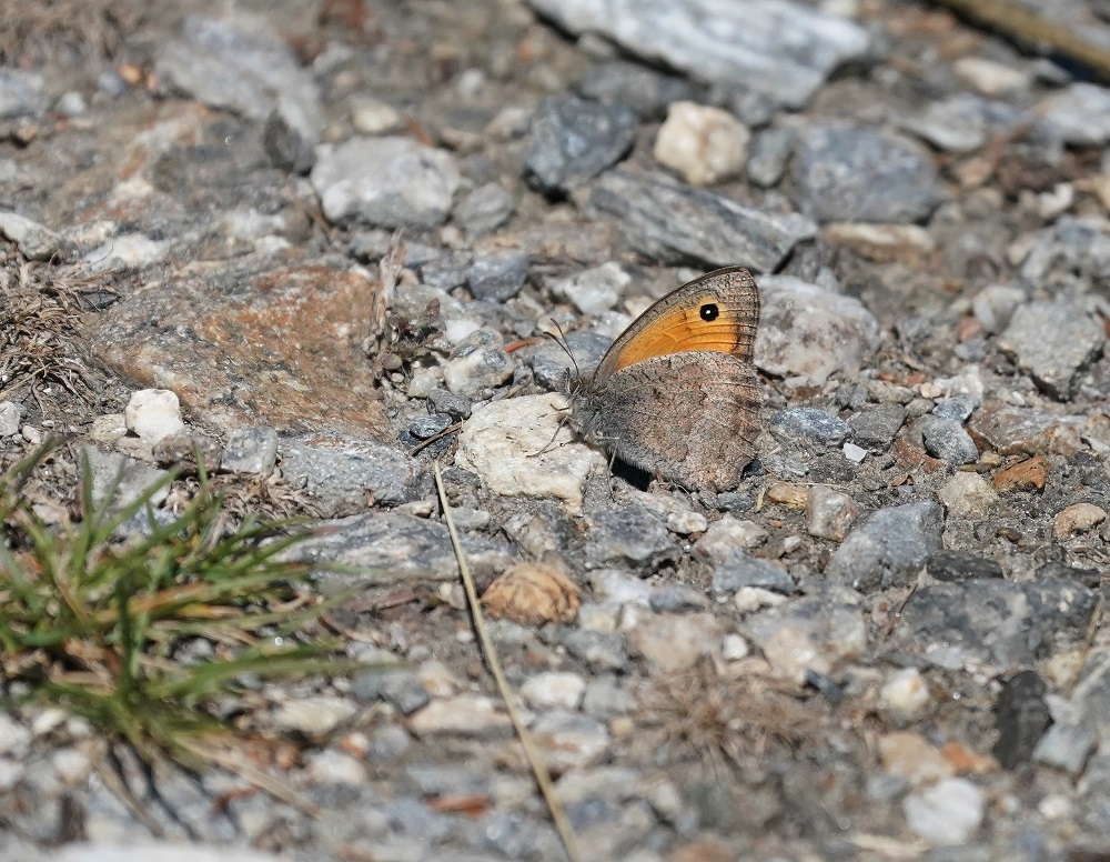 Grauw Zandoogje / Dusky Meadow Brown