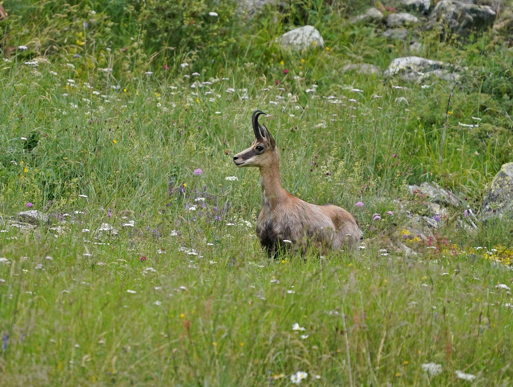 Gems / Chamois