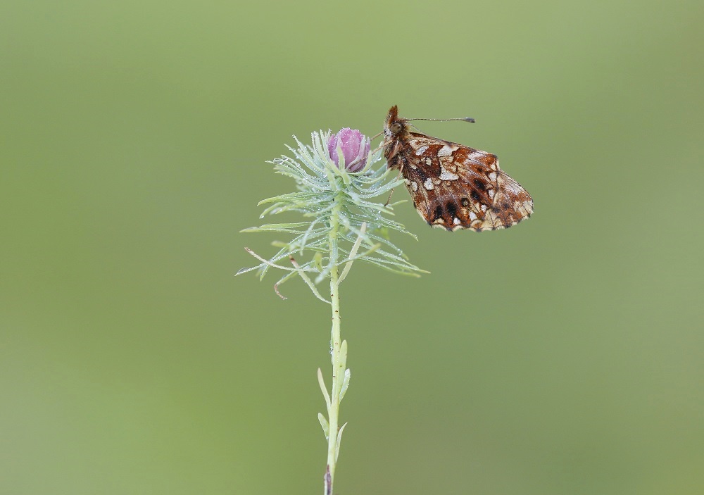 Paarse Parelmoervlinder / Violet Fritillary