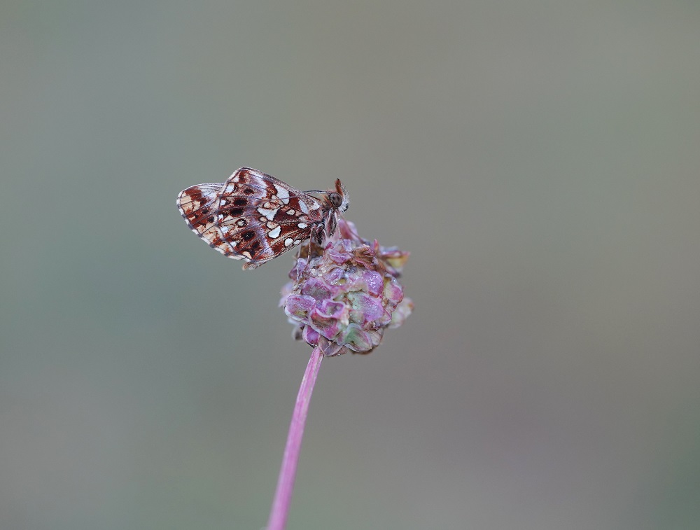 Paarse Parelmoervlinder / Violet Fritillary
