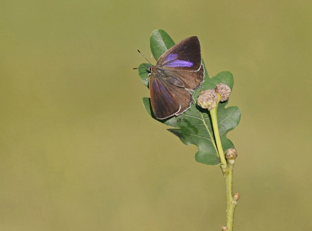 Eikenpage / Purple Hairstreak