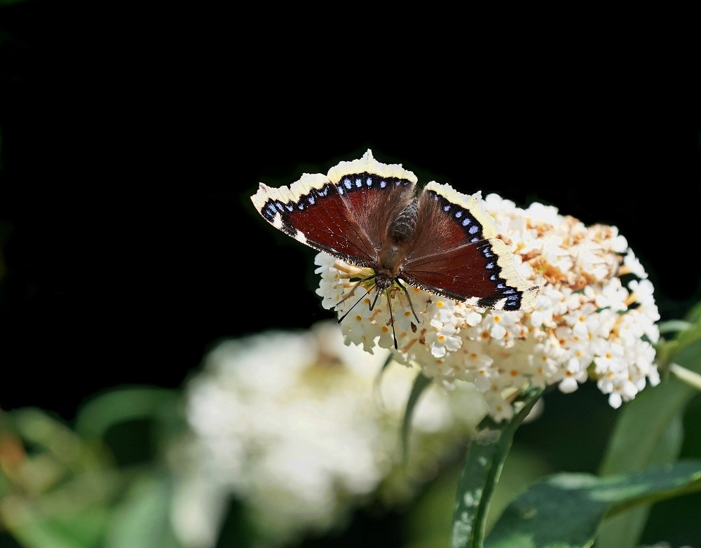 Rouwmantel / Camberwell Beauty, Morning Cloak