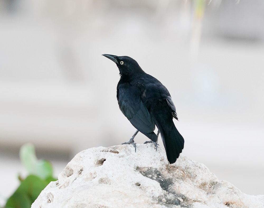 Caribische Troepiaal / Carib Grackle