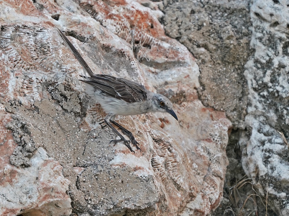 Tropische Spotlijster / Tropical Mockingbird