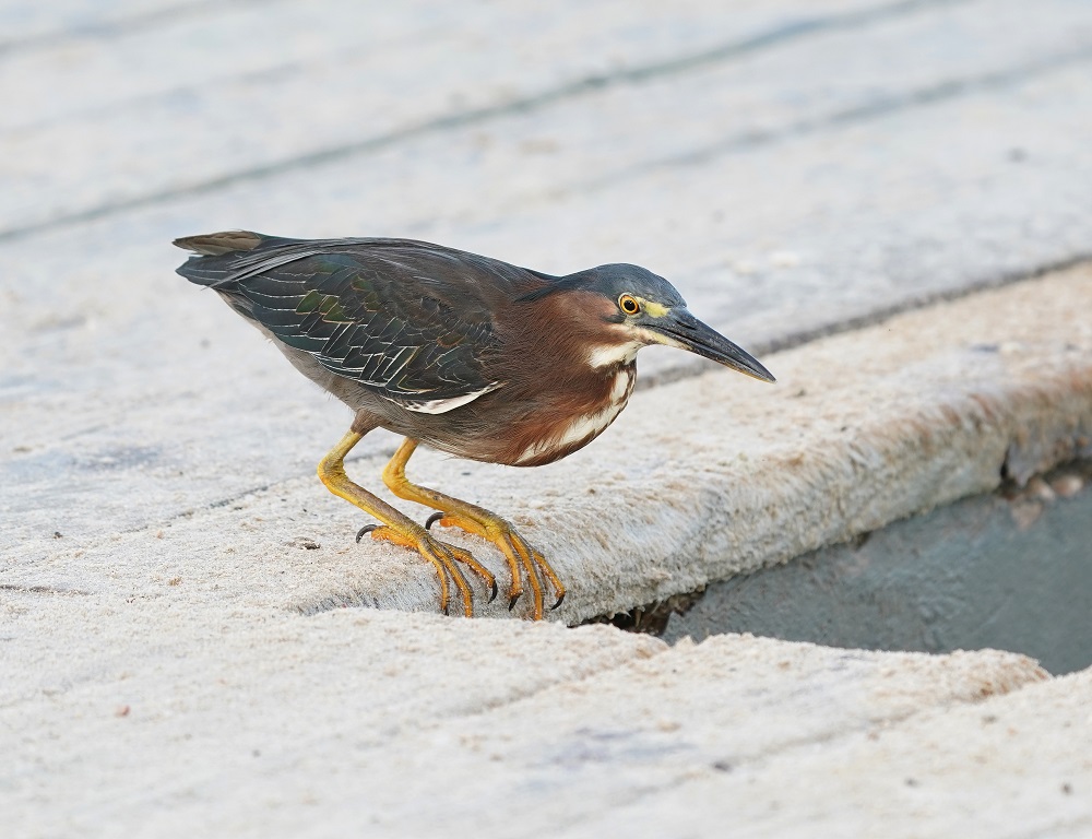 Groene Reiger / Green Heron