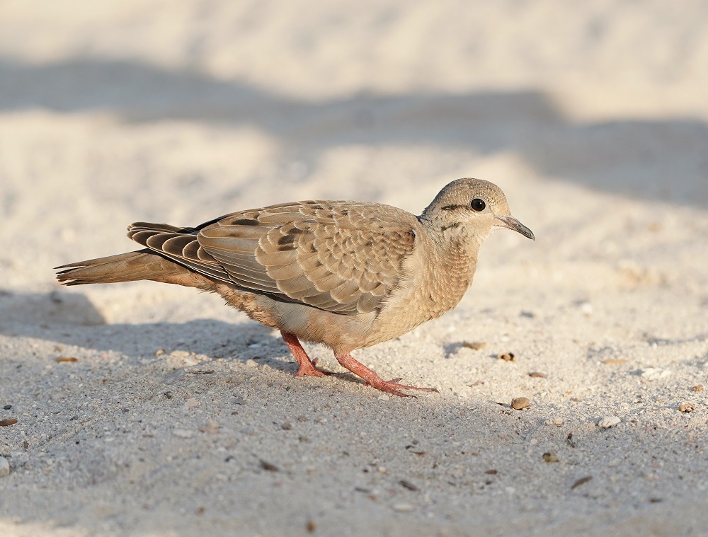 Geoorde Treurduif / Eared Dove