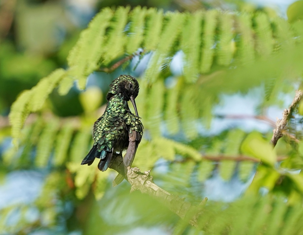 Blauwstaartsmaragdkolibrie / Blue-tailed Emerald