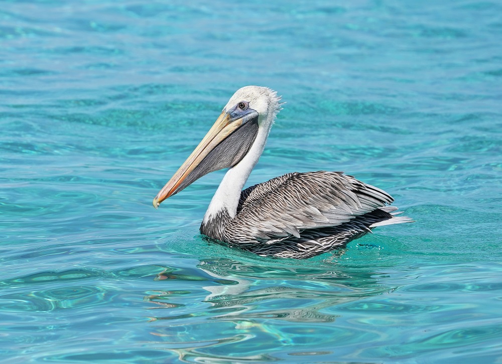 Bruine Pelikaan / Brown Pelican