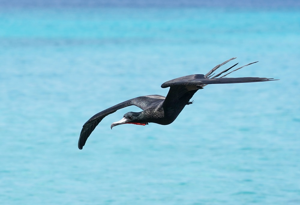 Amerikaanse Fregatvogel / Magnificent Frigatebird
