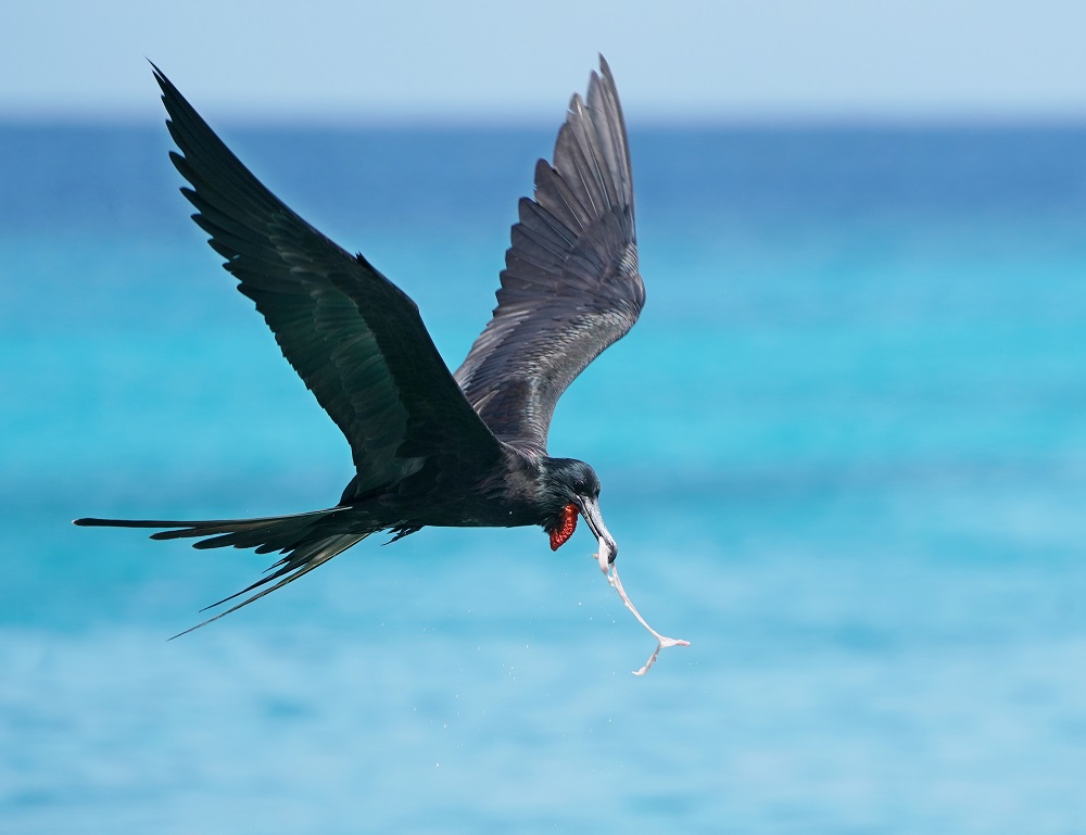 Amerikaanse Fregatvogel / Magnificent Frigatebird