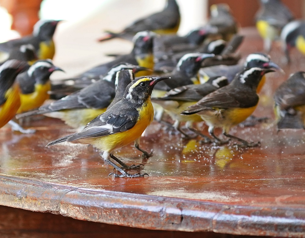 Suikerdiefje / Bananaquit