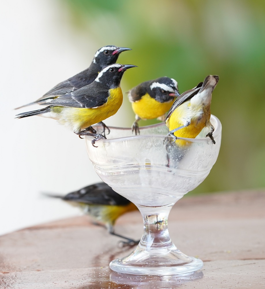 Suikerdiefje / Bananaquit