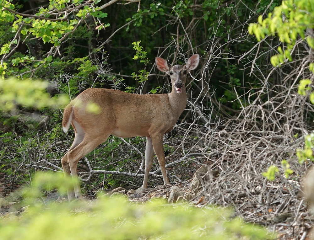 Curaçaose Witstaarthert / Curaçao White-tailed Deer