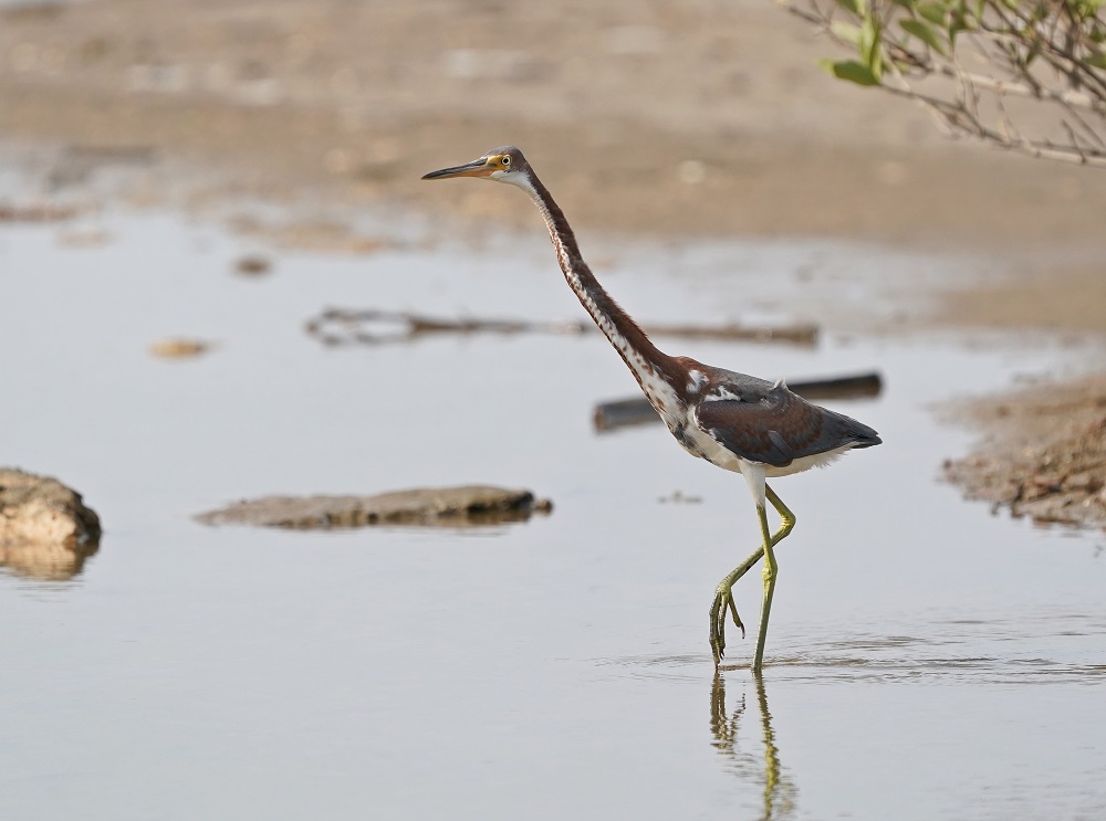Witbuikreiger / Tricoloured Heron