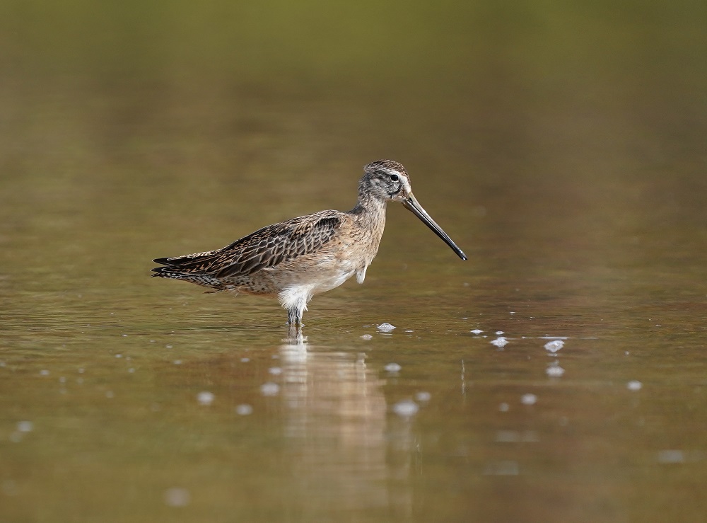 Kleine Grijze Snip / Short-billed Dowitcher