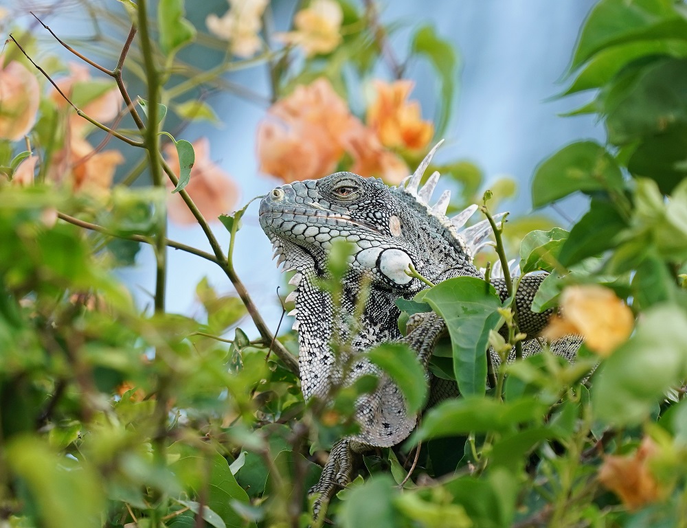 Groene Leguaan / Iguana