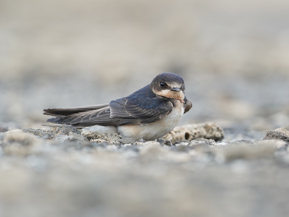 Boerenzwaluw / Barn Swallow