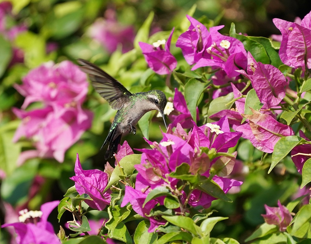 Blauwstaartsmaragdkolibrie / Blue-tailed Emerald