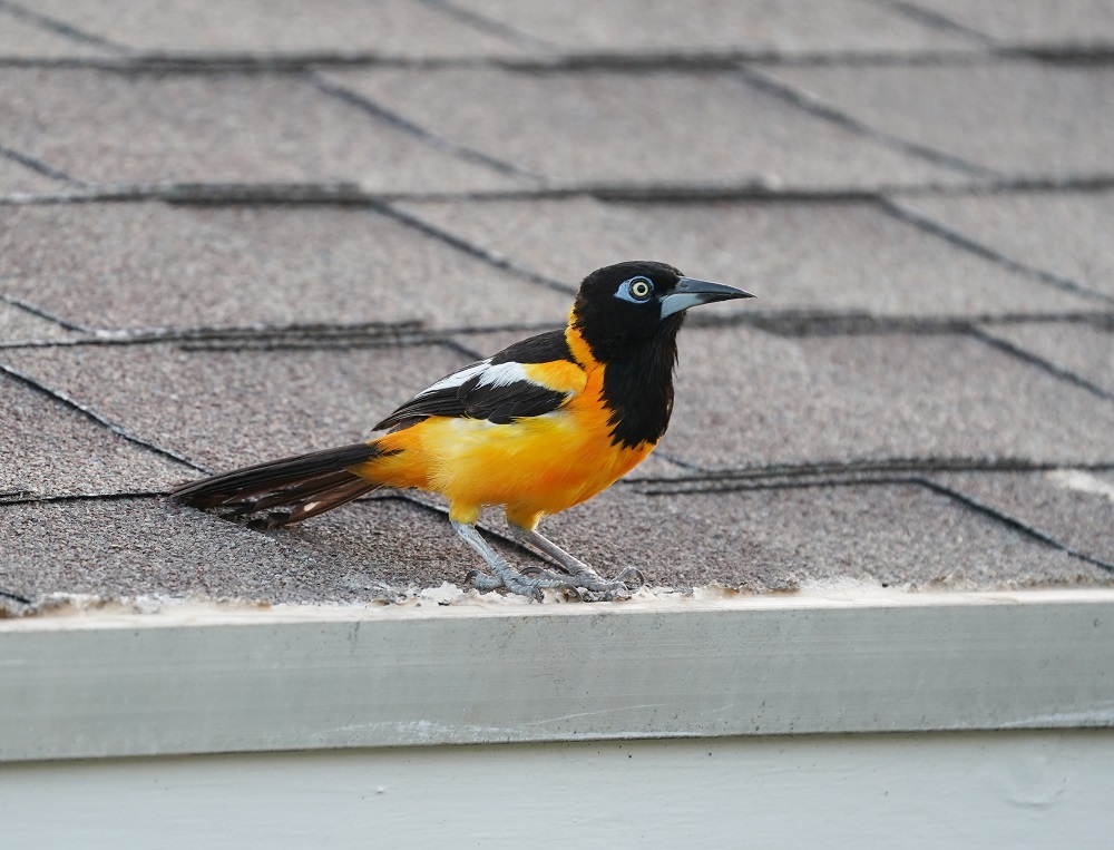 Oranje Troepiaal / Venezuelan Troupial