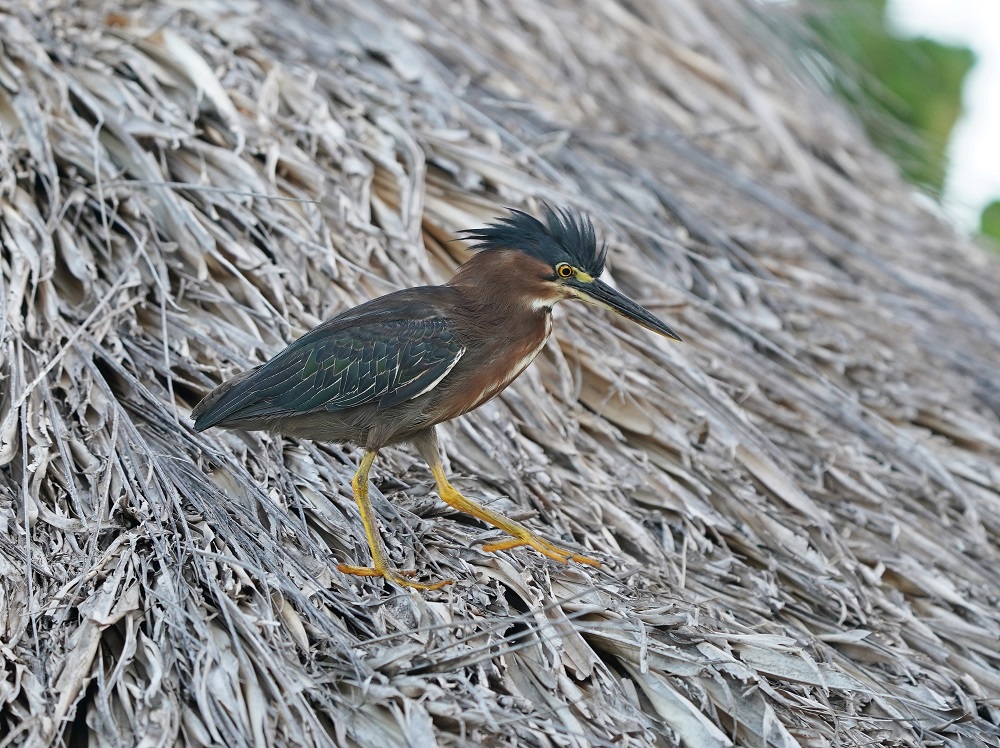 Groene Reiger / Green Heron