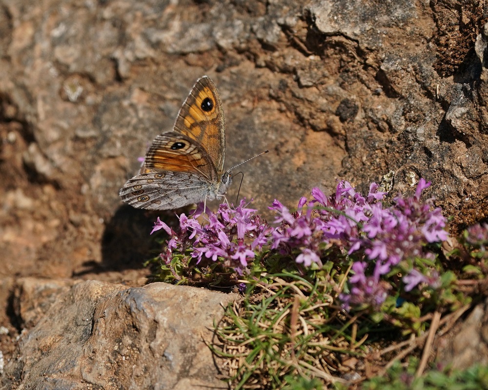 Rotsvlinder / Large Wall Brown