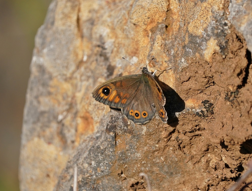 Rotsvlinder / Large Wall Brown