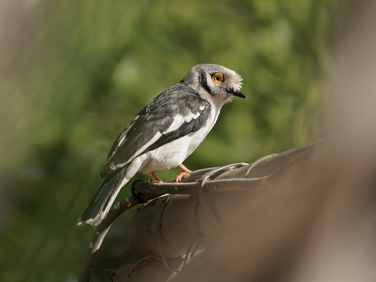 Withelmlaksman / White Helmetshrike