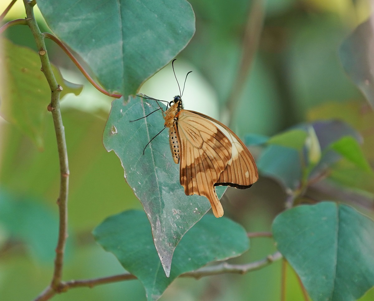 Vlieënde Sakdoek / Southern Mocker Swallowtail