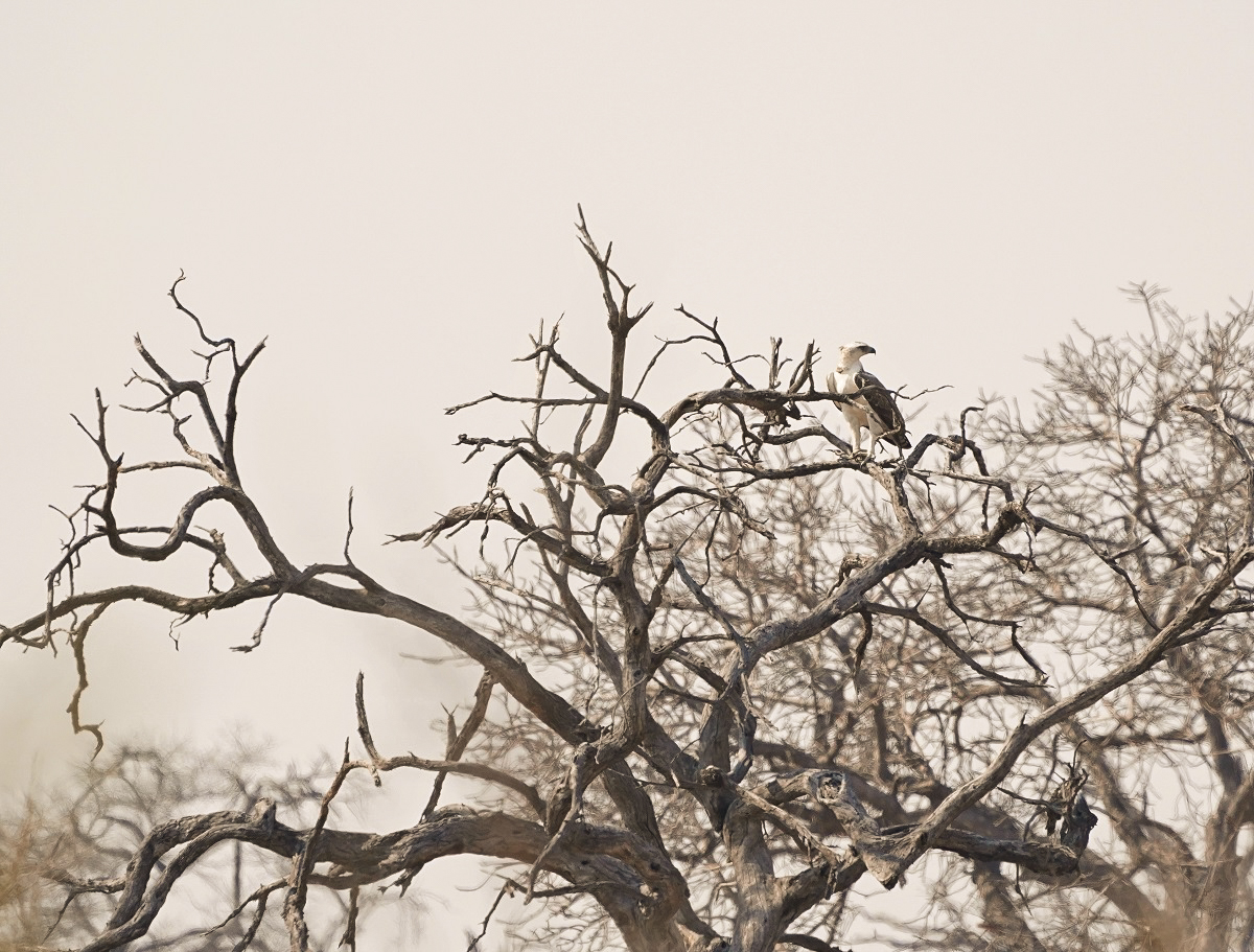 Breëkoparend / Martial Eagle