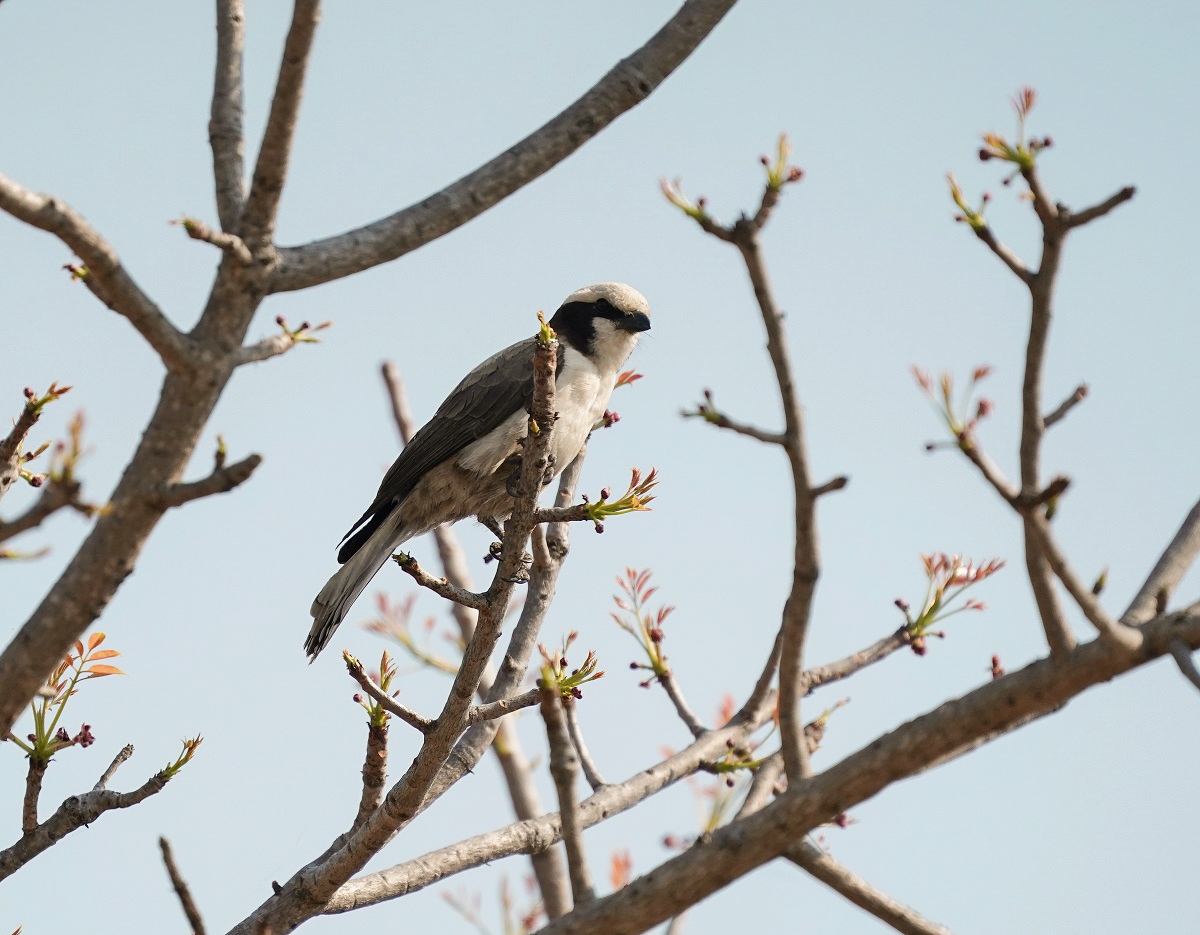 Kremetartlaksman / Southern White-crowned Shrike