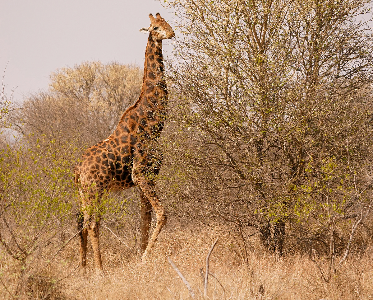Kameelperd / Giraffe