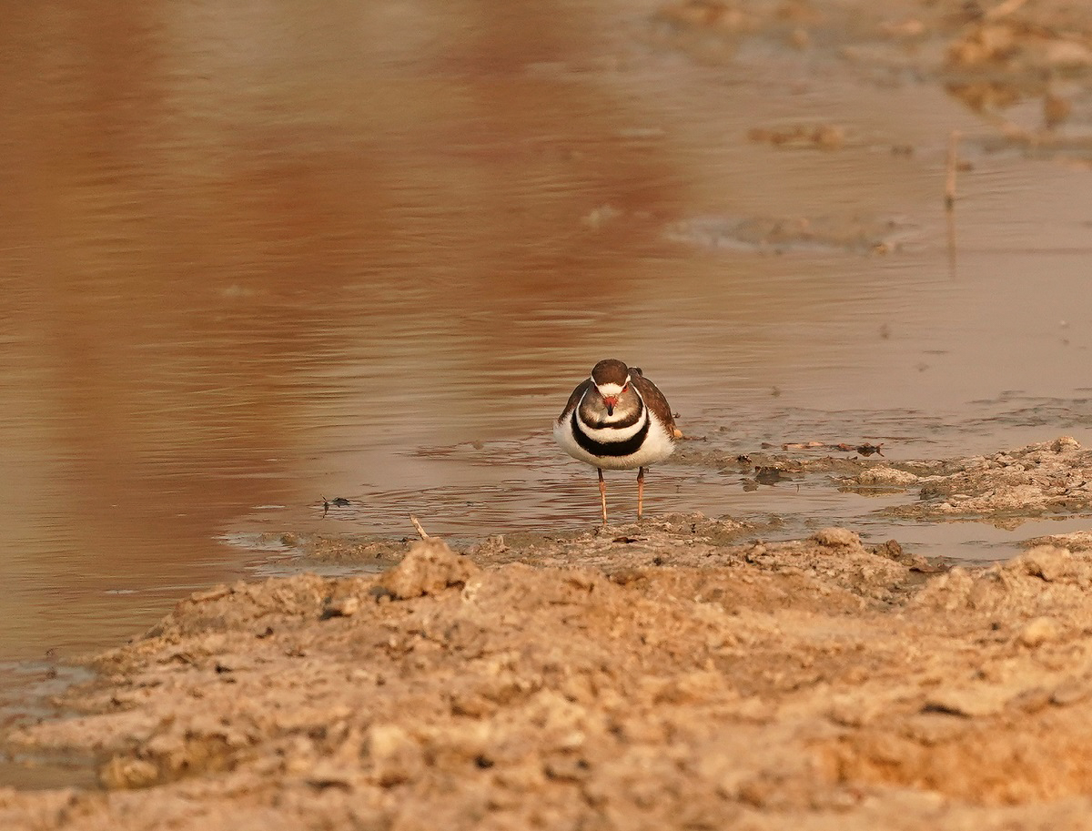 Driebandstrandkiewiet / Thee-banded Plover