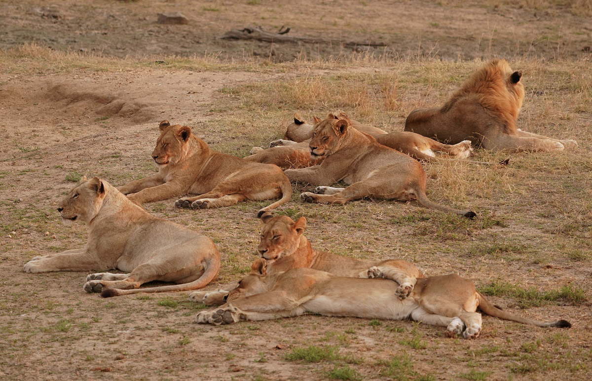 Leeu / Lion