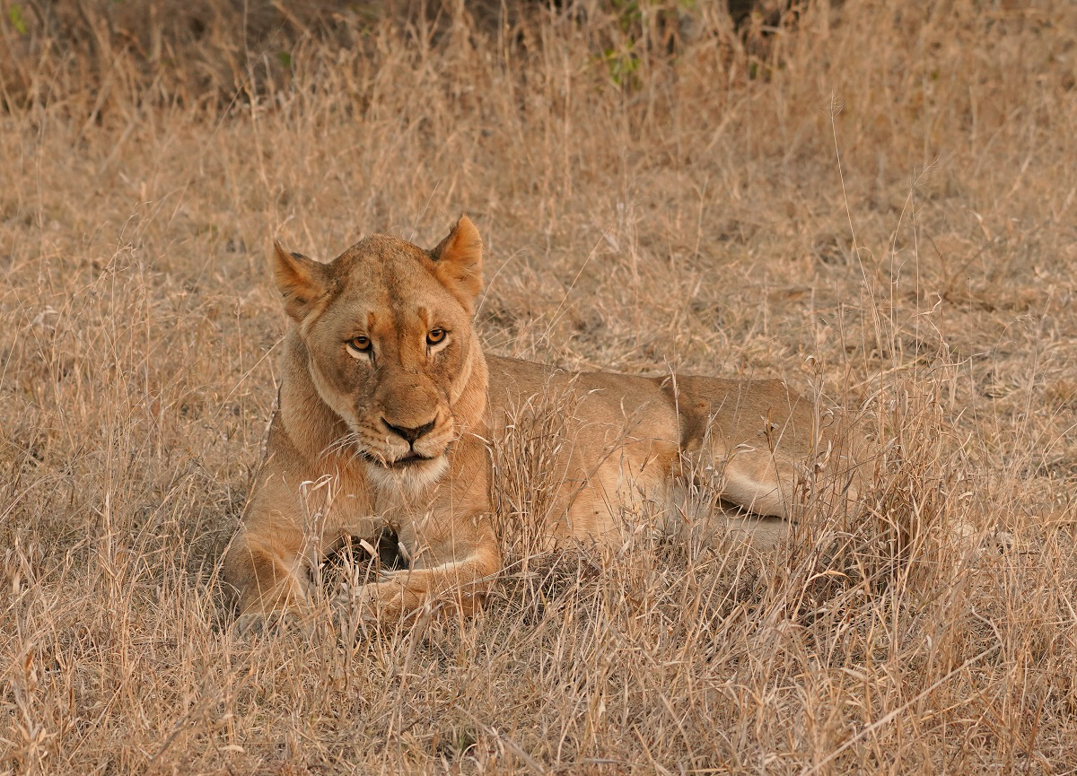 Leeu / Lion