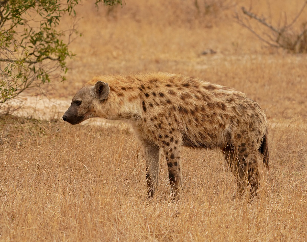 Gevlekte Hiëna / Spotted Hyena