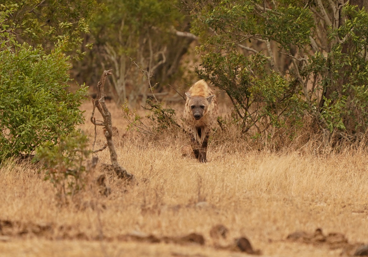 Gevlekte Hiëna / Spotted Hyena