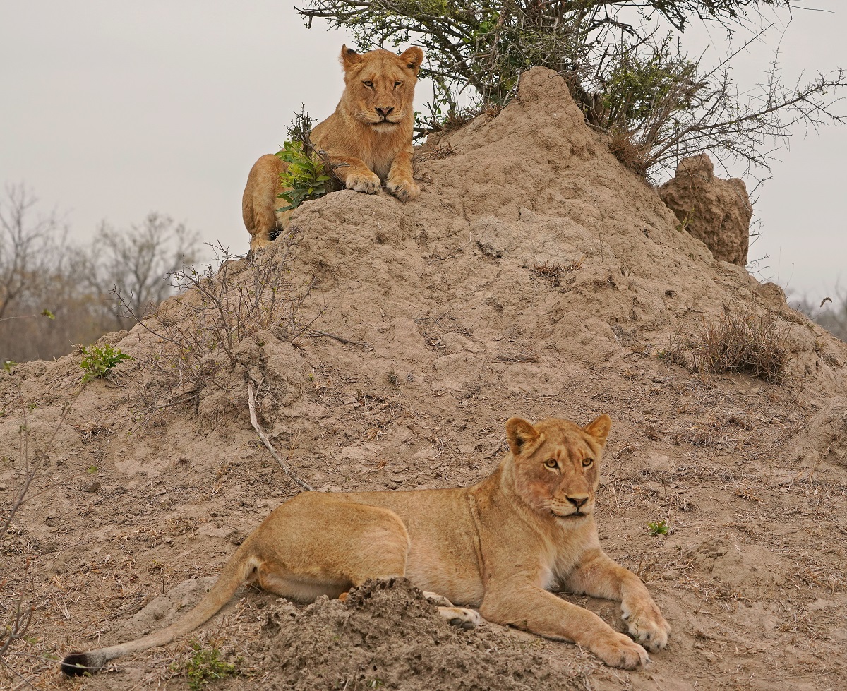 Leeu / Lion
