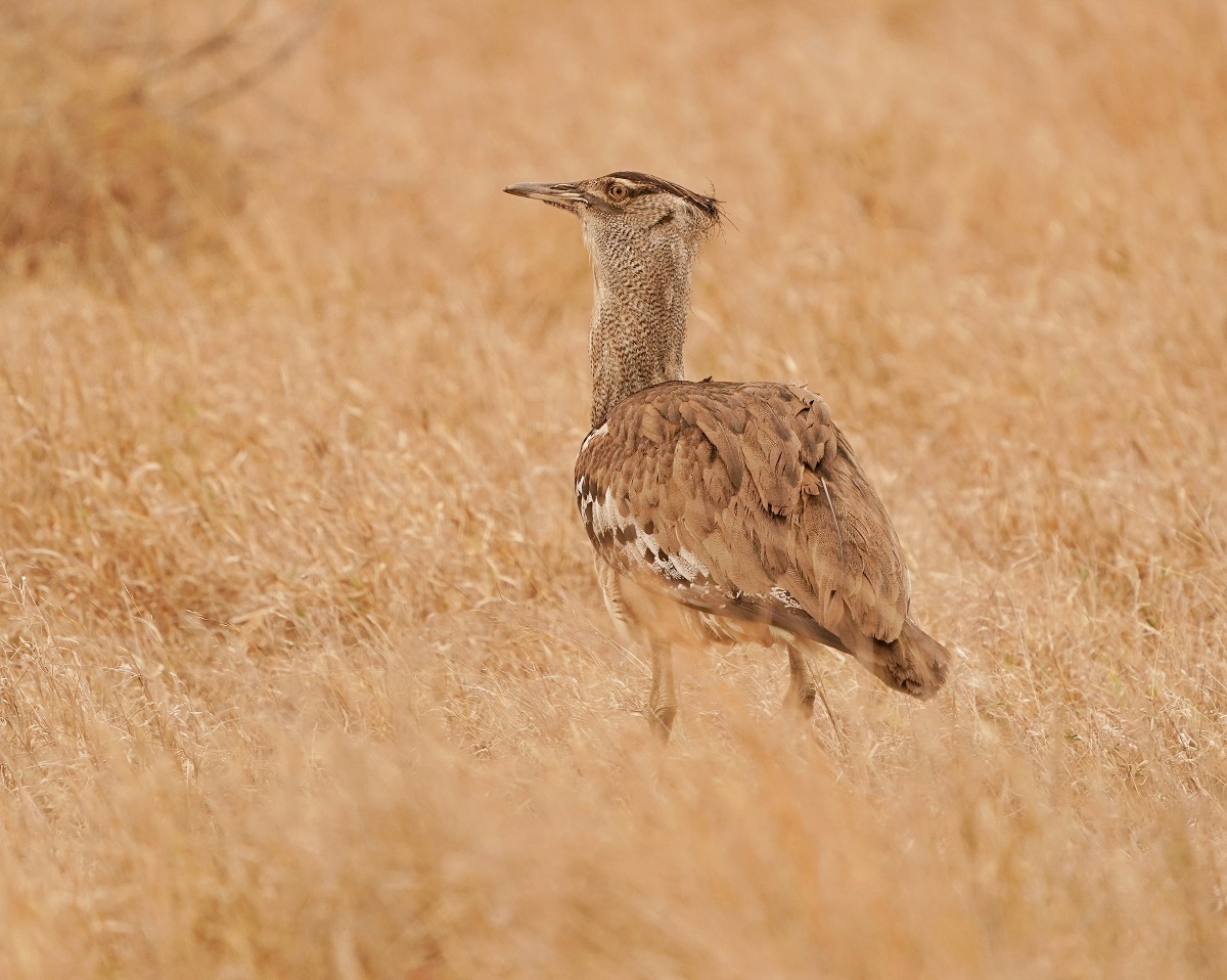 Gompou / Kori Bustard
