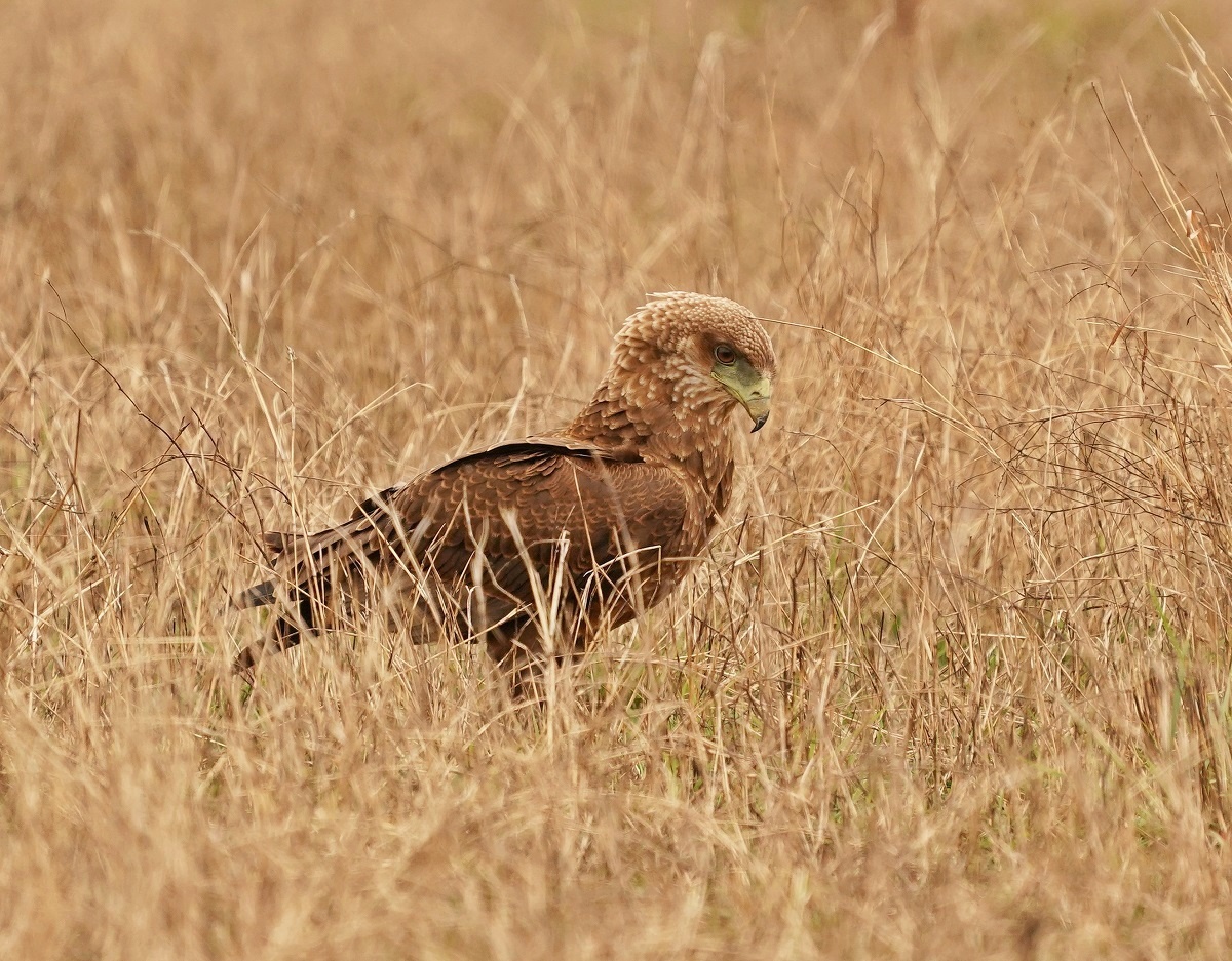 Berghaan / Bateleur