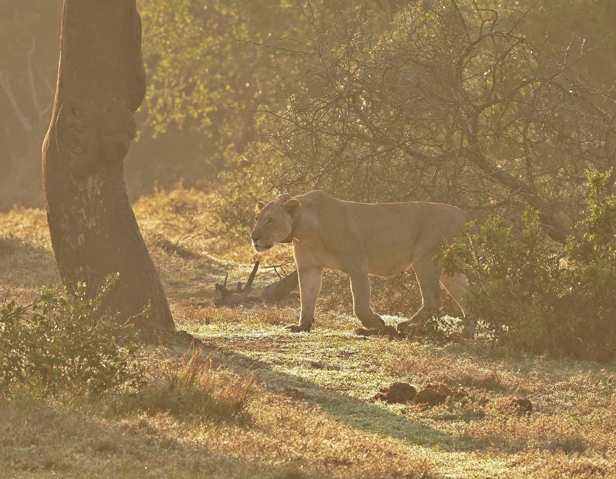 Leeu / Lion