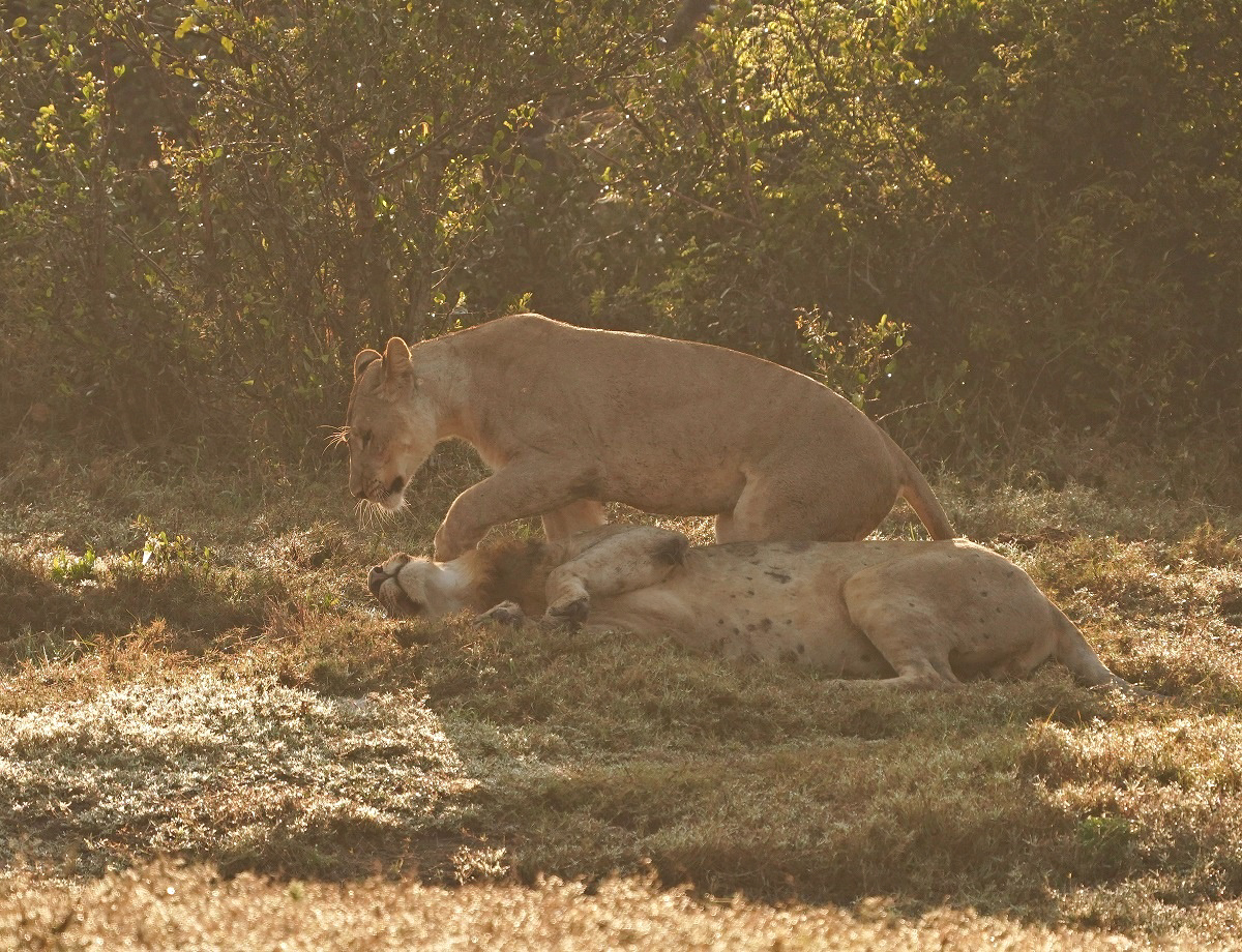 Leeu / Lion