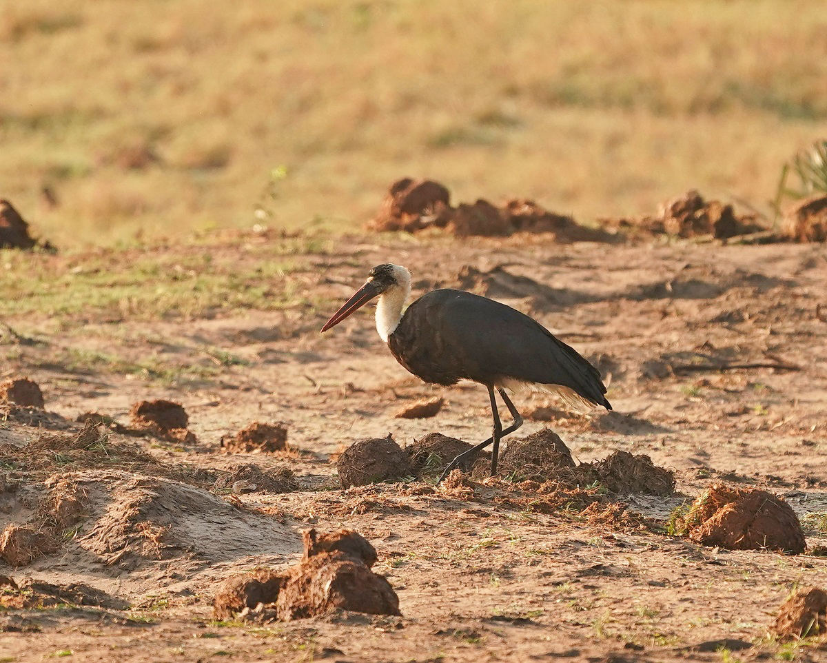 Wolnekooievaar / Woolly-necked Stork