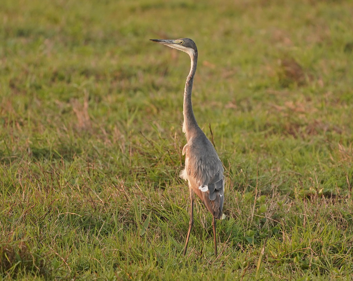 Swartkopreier / Black-headed Heron