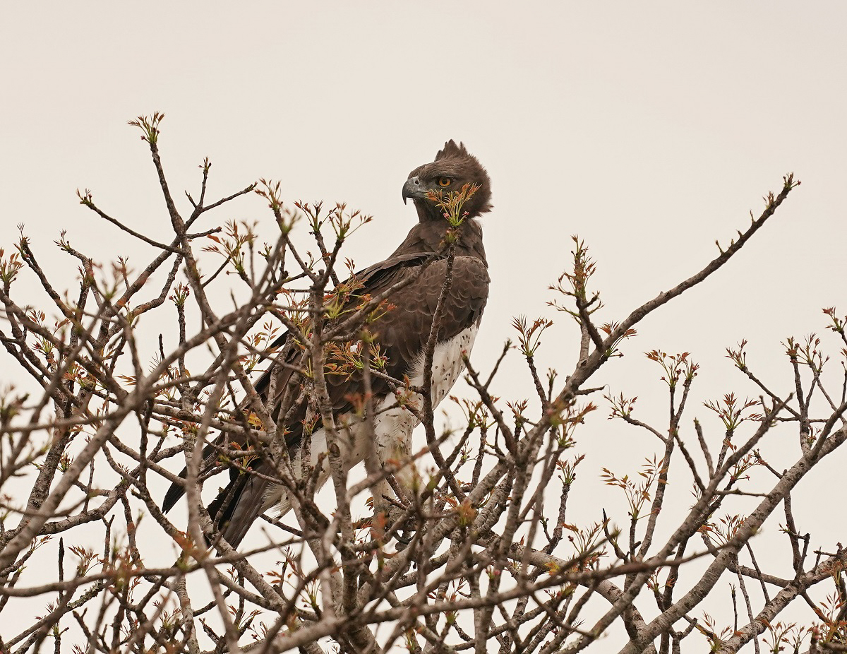 Breëkoparend / Martial Eagle