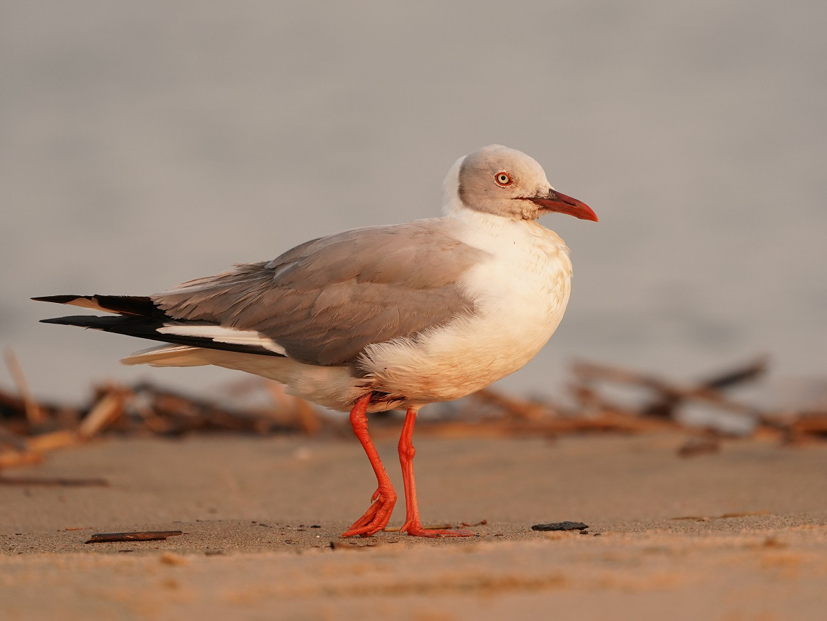 Gryskopmeeu / Grey-headed Gull