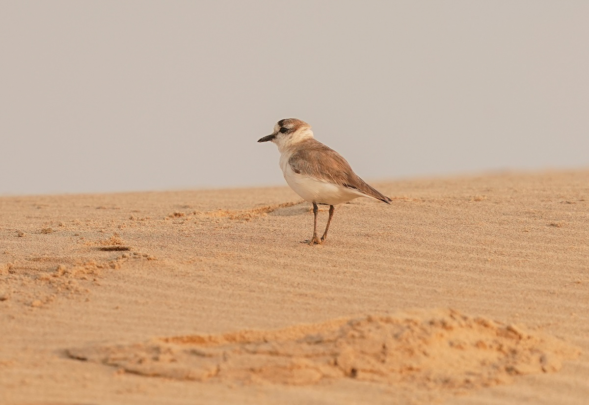 Vaalstrandkieiwet / White-fronted Plover