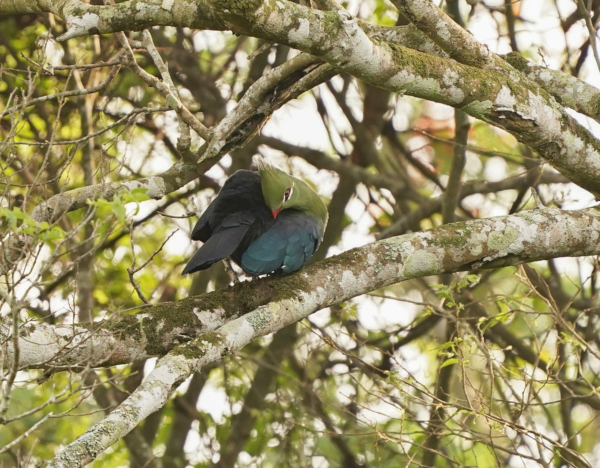 Mosambiekloerie / Livingstones Turaco
