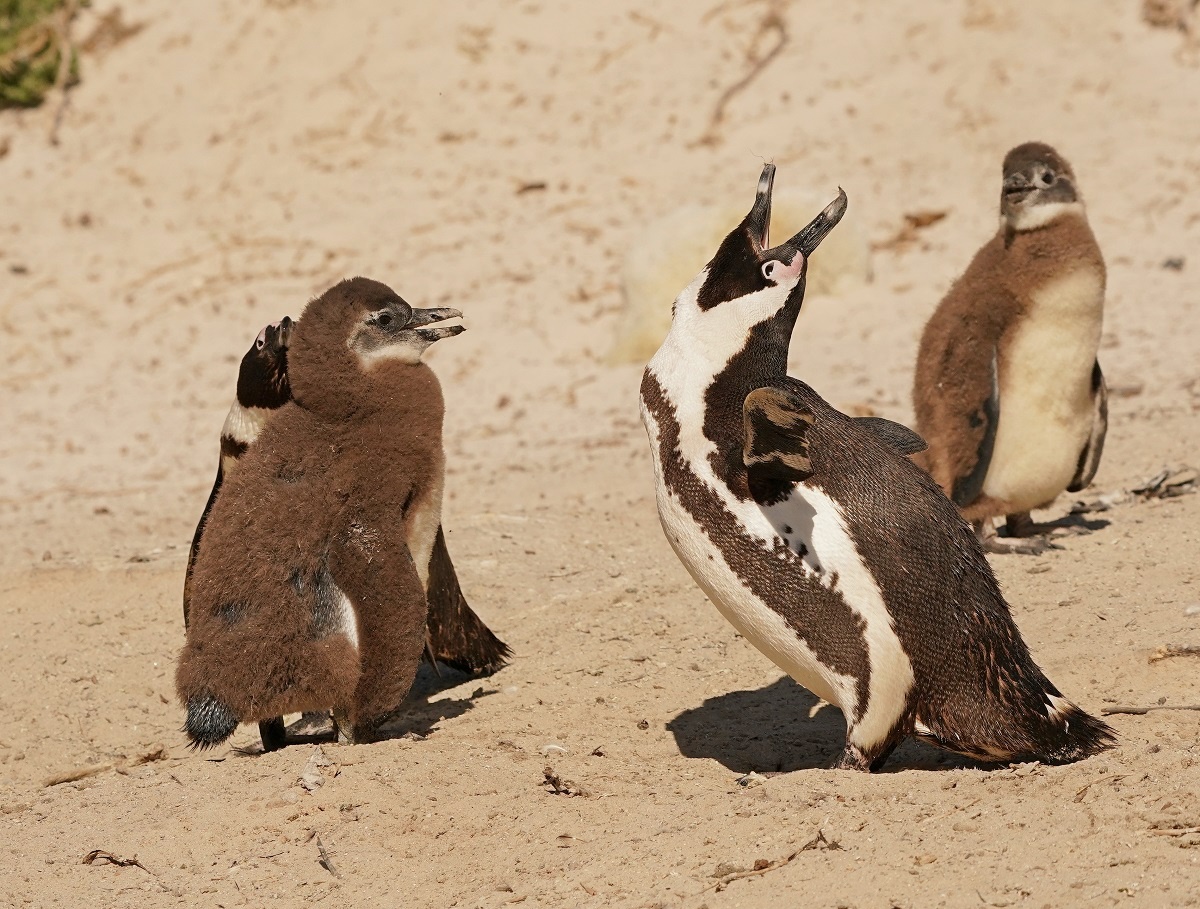 Brilpikkewyn / African Penguin